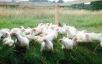 Pastured Chickens- 5 Chickens Deposit - SEPTEMBER PICKUP Online Hot Sale