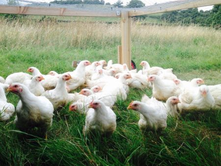 Pastured Chickens- 5 Chickens Deposit - SEPTEMBER PICKUP Online Hot Sale