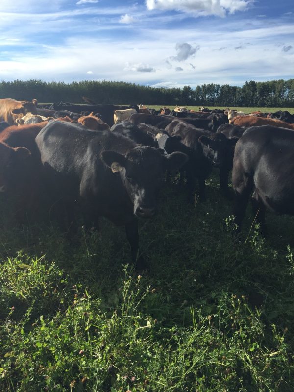 Hoven Farms- Whole Beef - Deposit on Sale