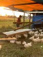 Pastured Chickens- 10 Chickens Deposit - SEPTEMBER PICKUP For Cheap