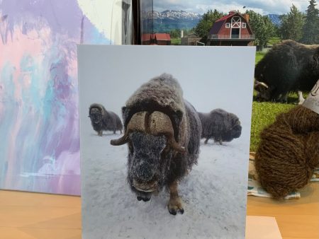 Bulls Mid-Winter Card Sale