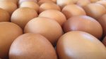 Eggs- FOR EDMONTON PICK UP Supply