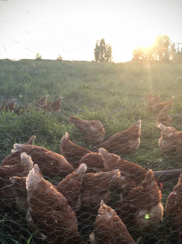 Eggs- FOR CALGARY PICK UP on Sale