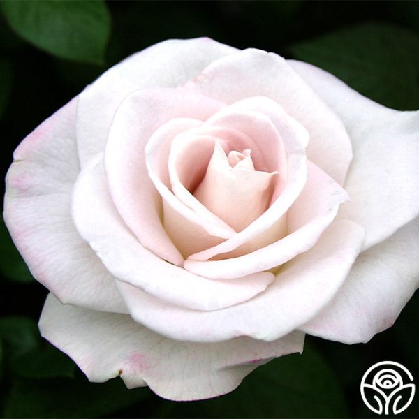 World War II Memorial Rose™ For Discount