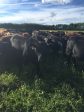 Hoven Farms- Half Beef - Deposit Fashion