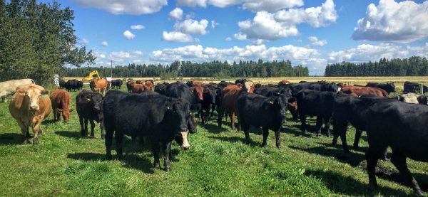 Hoven Farms- Whole Beef - Deposit on Sale