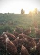 Eggs- FOR RED DEER and SYLVAN LAKE PICK UP For Sale