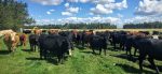 Hoven Farms- Half Beef - Deposit Fashion